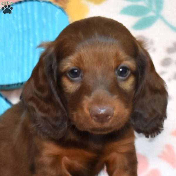 Tator Tot, Dachshund Puppy